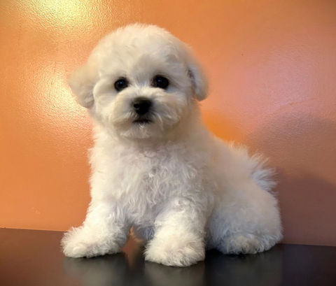 Bichon Frise breeder puppies for sale CA
