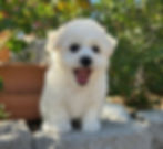 Bichon Frise Breeders CA