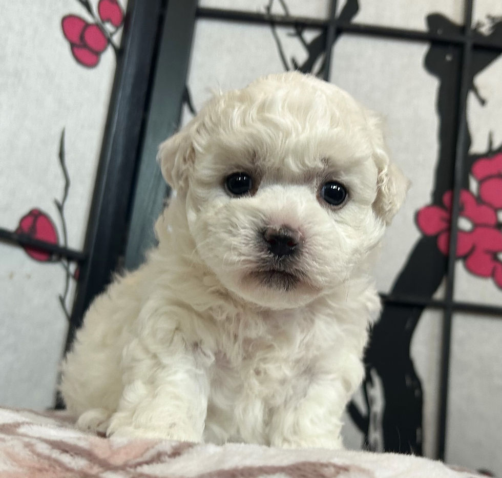bichon-frise-puppies-for-sale-ca-tuchka-forest-female1b