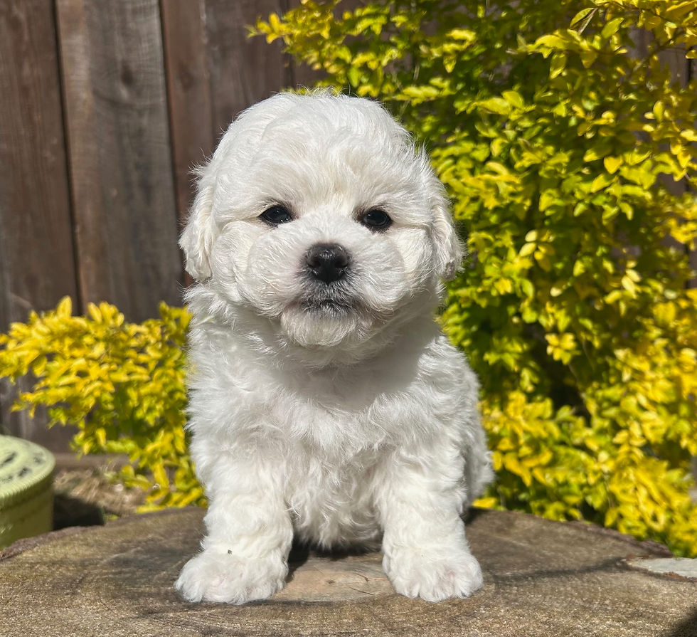 bichon-frise-puppies-for-sale-ca-tuchka-forest-male22b