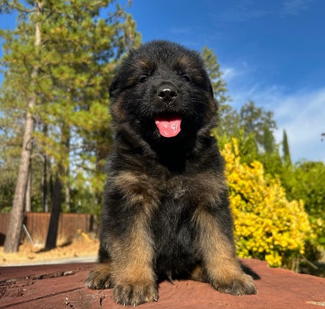 Long coat German shepherd Puppies for sale, California, Breeders CA