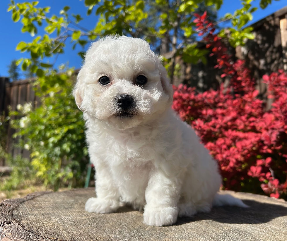 bichon-frise-puppies-for-sale-ca-tuchka-forest-male33b