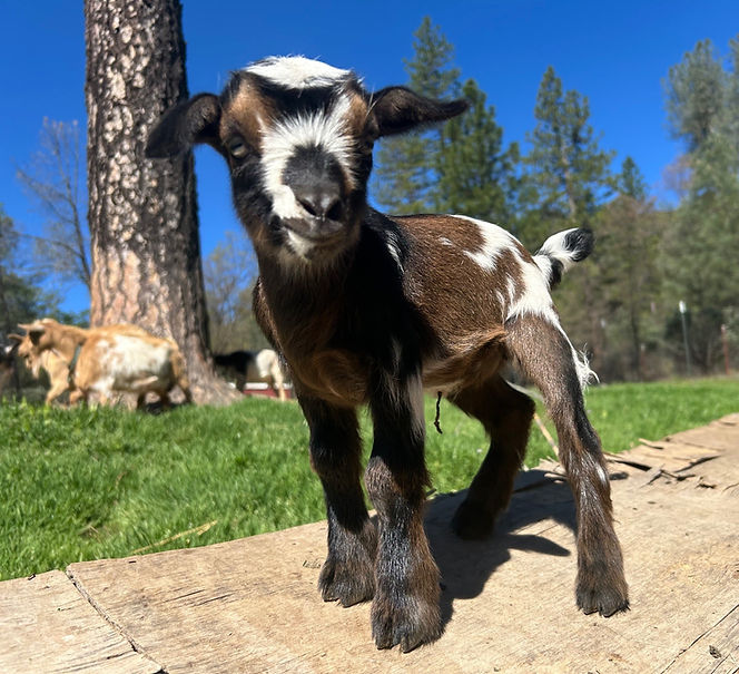 nigerian-dwarf-goats-sale-ca-cookie-doe.jpg