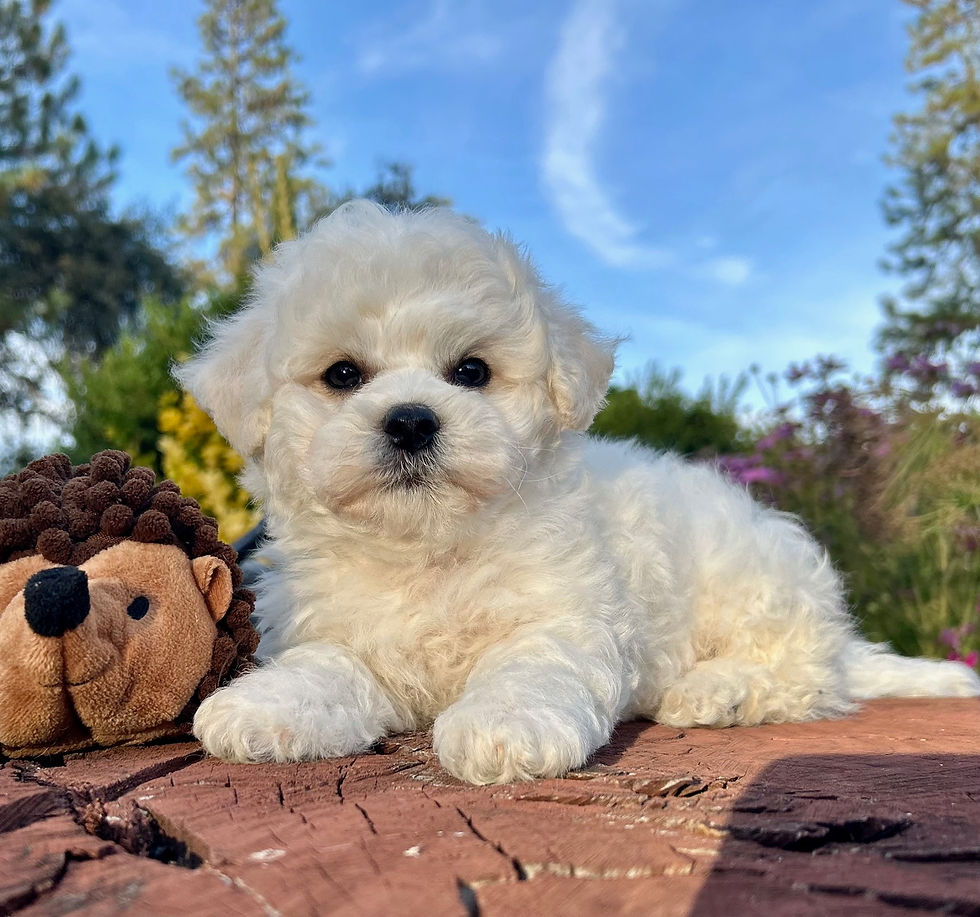 Bichon Frise puppies fore sale CA