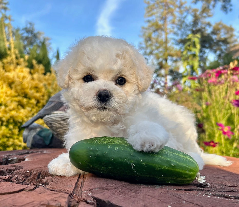 Bichon Frise breeders in CaliforniaCA