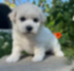 Bichon Frise Breeders, California