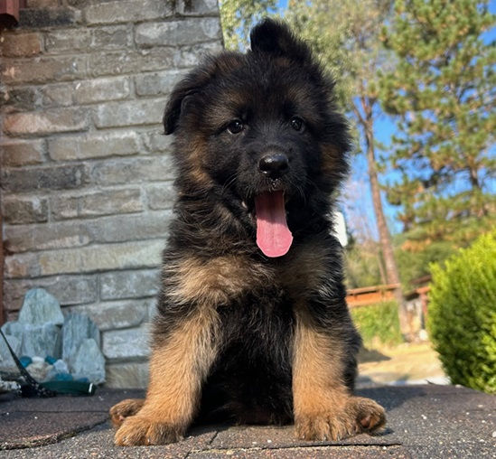 german-shepherd-puppies-for-sale-iviza-sirius-fem2a1-copy