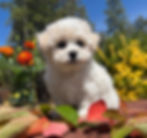 bichon-frise-puppies-for-sale-feliz-forest-fem1a6