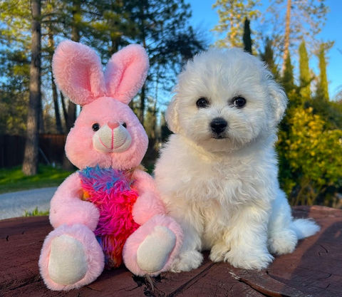 Bichon Frise puppies for sale California