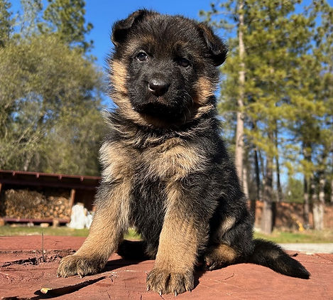 german-shepherd-puppies-for-sale-california-glory-sirius-fem3c.jpg