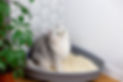 a-cute-white-cat-sitting-in-a-plastic-corner-tray-2023-11-27-05-30-53-utc (1).jpg