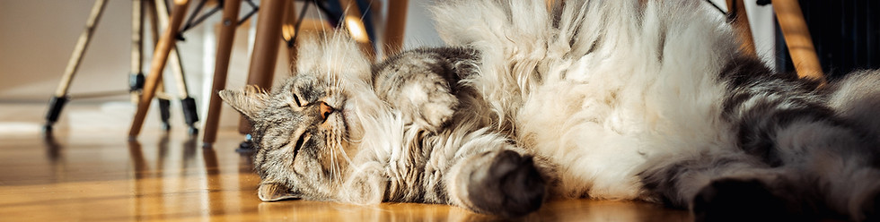 fluffy-cat-lounging-on-hardwood-floor-2026-03-24-07-21-39-utc (1).jpg