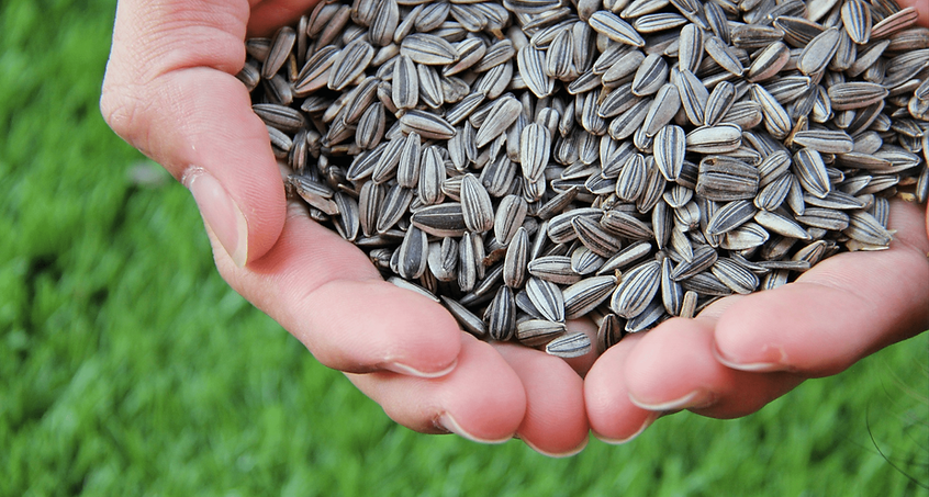 Striped sunflower seed_edited-min.png
