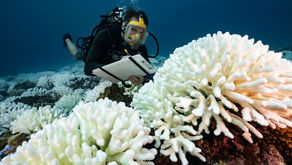 “RESUCITAN” ARRECIFES DE CORAL MORIBUNDOS