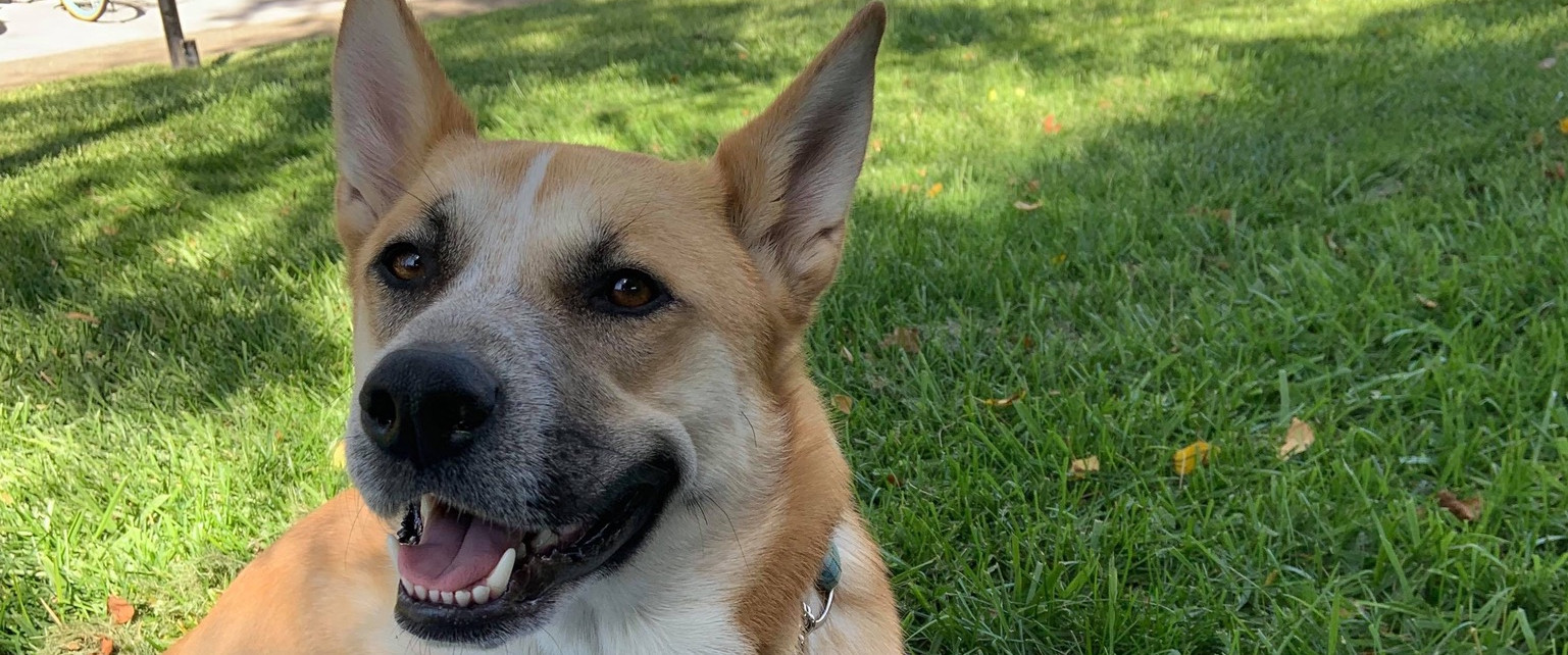 A Husky mix lays in the grass looking at the camera.