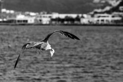 Μύκονος Blue & White 14