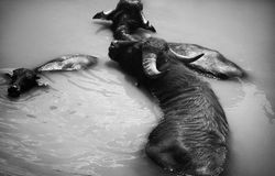 Francois-Xavier Marciat02