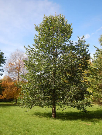 Rock Elm