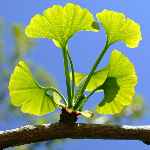 close up of a green ginkgo leaf