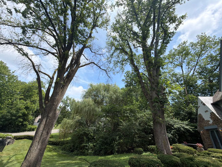 Two elm trees with Dutch Elm Disease