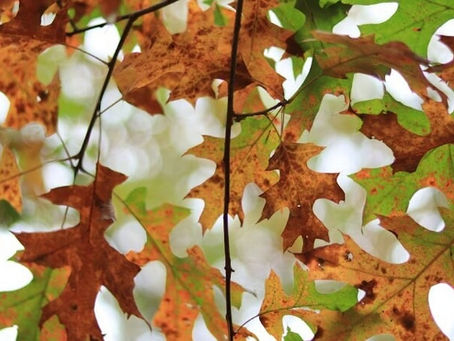 Understanding Oak Wilt in Cincinnati