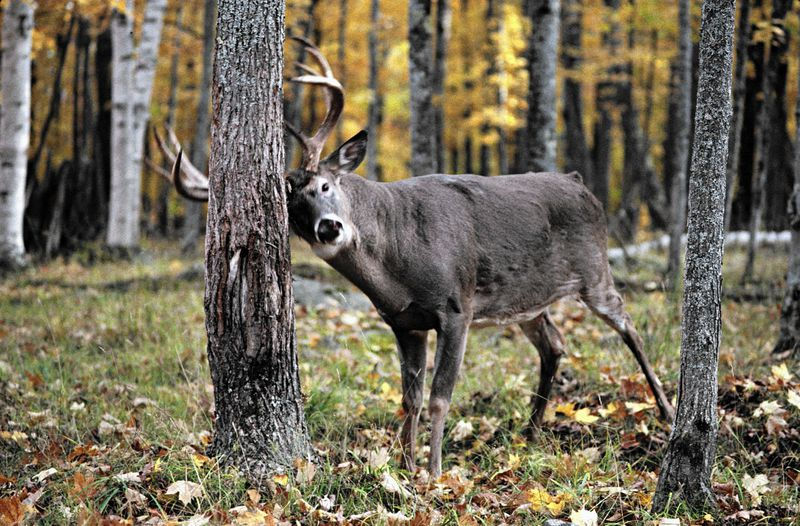 A buck rubbing its antlers on a tree