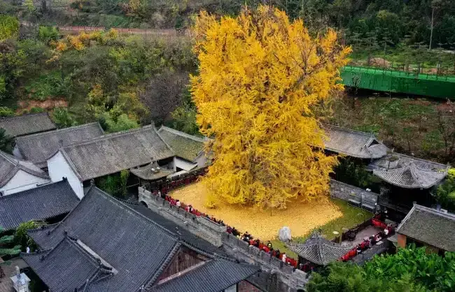 ginkgo tree at Gu Guanyin Buddhist Temple in China