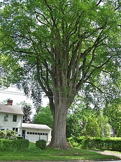 American Elm