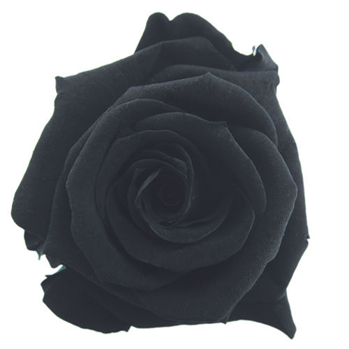 Thumbnail: UN-0220-WOD Sixteen Roses in an Acrylic Box (Rainbow)
