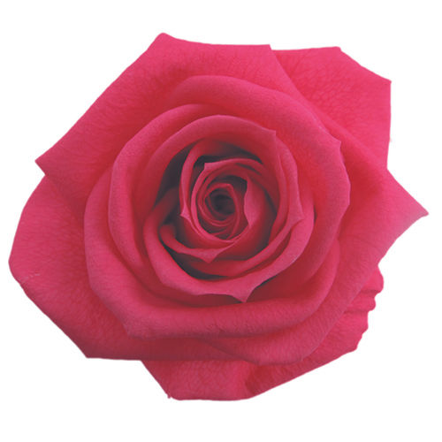 Thumbnail: UN-0199-WOD Twelve-five Roses in an Acrylic Box (Red & Pink)