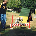 Harleston and District Dog Training Club