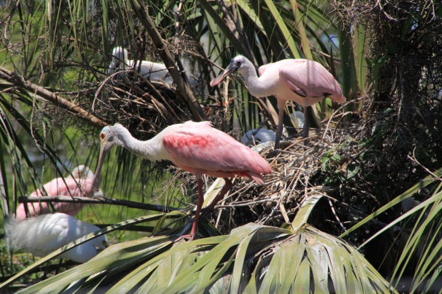 Eye-level view of a Rosetta Spoonbill feeding in a mangrove swamp with water reflecting the pink feathers