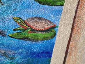 Yellow Bellied Slider Turtle