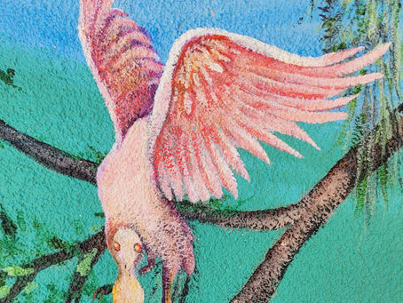 Rosetta Spoonbill