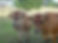 DSC03745-1
