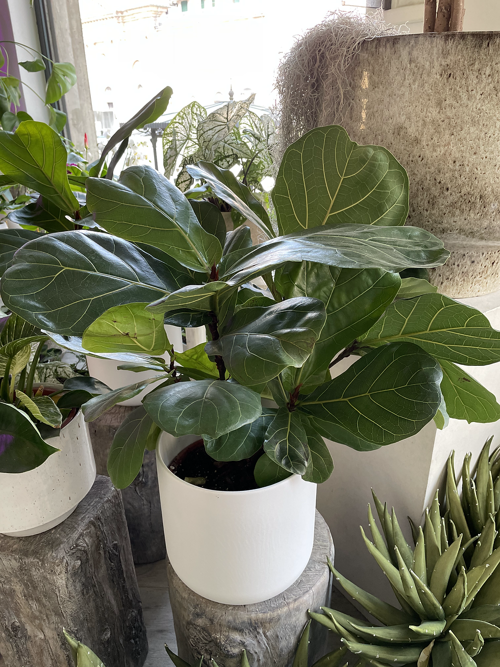 Miniatura: Ficus Lyrata