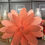 Miniatura: Linea Flower Diffuser