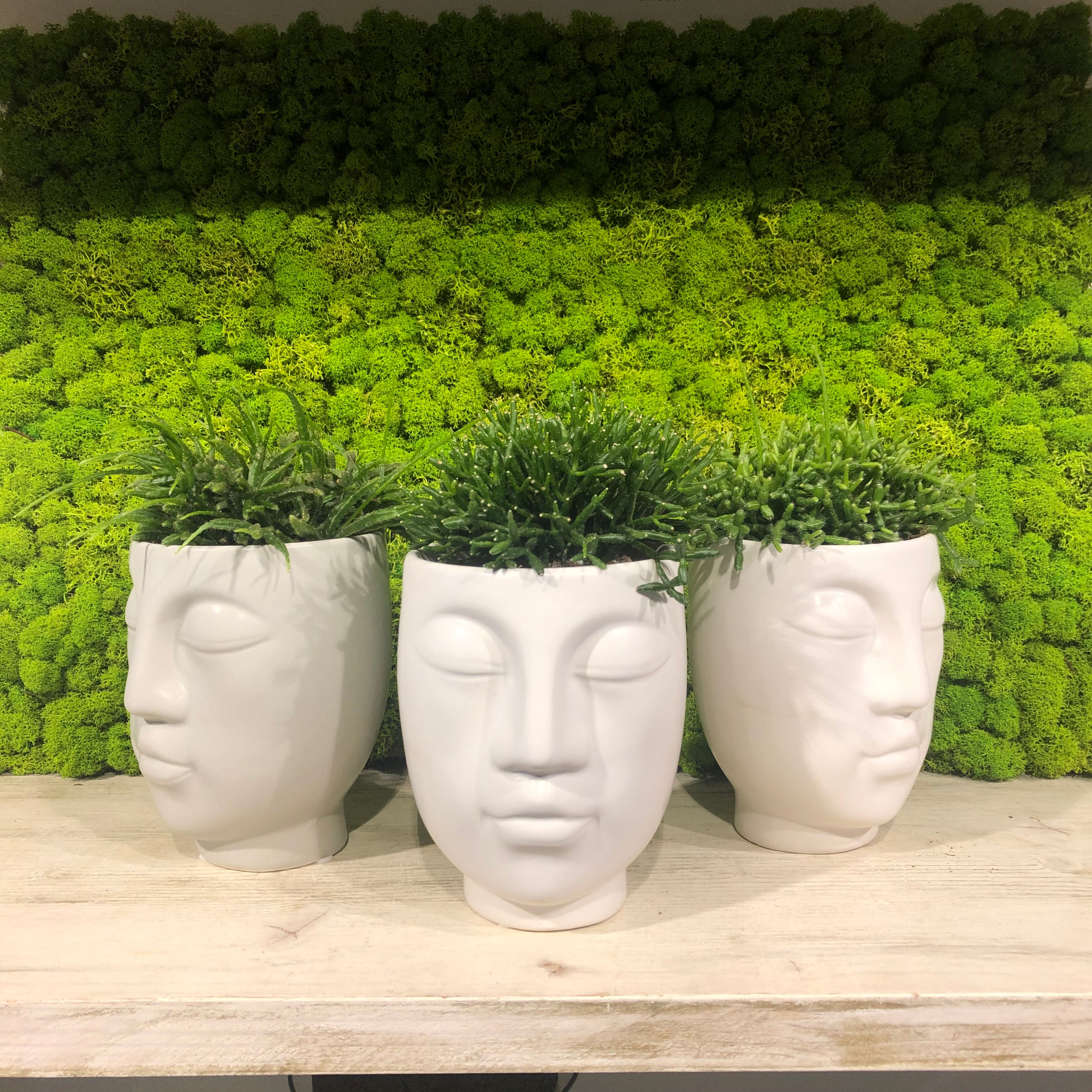 Rhipsalis Cereuscula