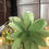 Miniatura: Linea Flower Diffuser