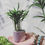 Miniatura: Dypsis Lutescens Baby Plants
