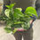 Miniatura: Scindapsus