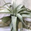 Thumbnail: Tillandsia Xerographica