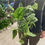Miniatura: Scindapsus