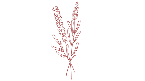 lavanda.png
