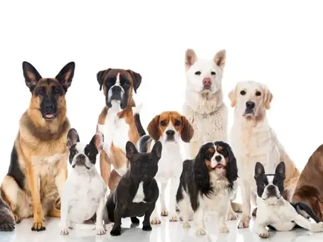 Connaissez vous le type des poils de votre chien et quel toilettage lui faire ?