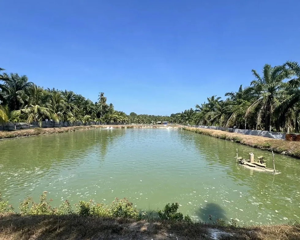 Facing the Sea, Embracing the Warmth of Spring | A Long-Term Answer Emerging from the Fields of Johor
