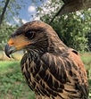 rapace simonpotier