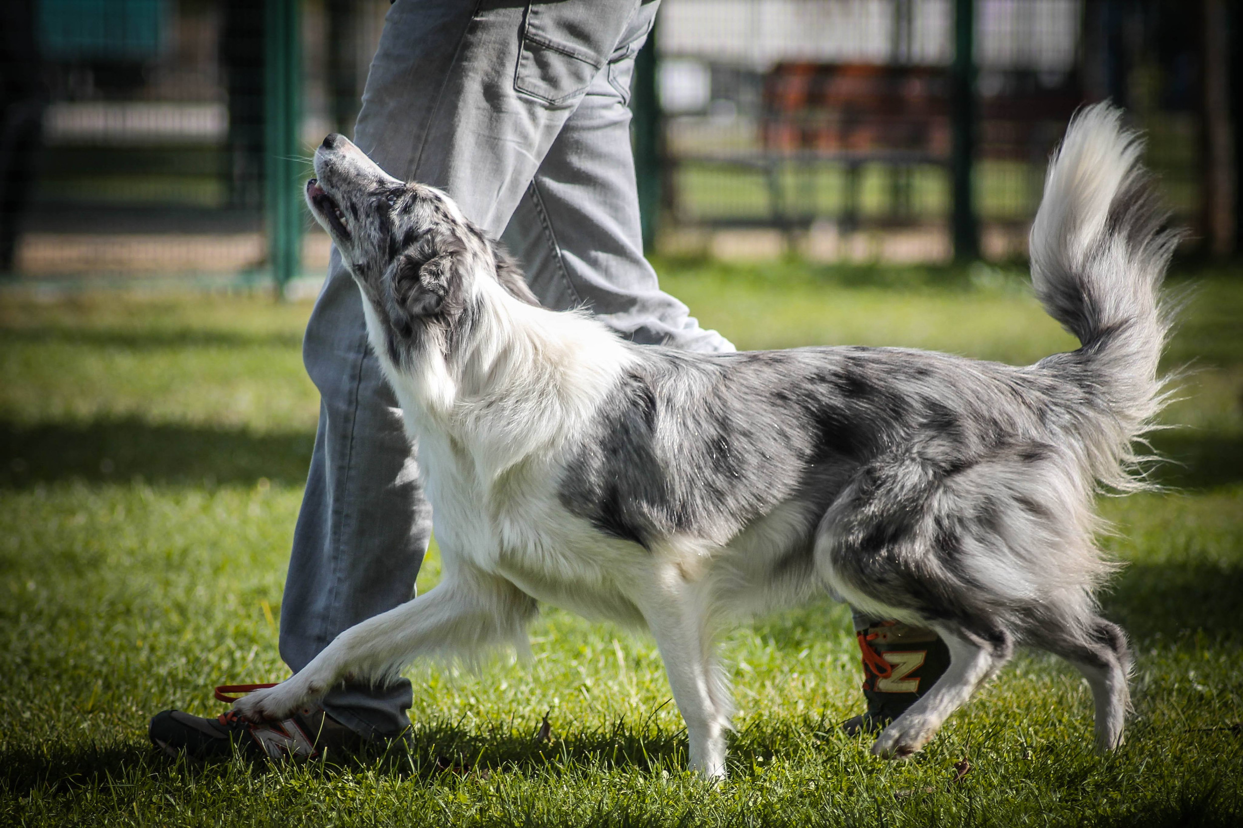 son border collies perros de una sola persona