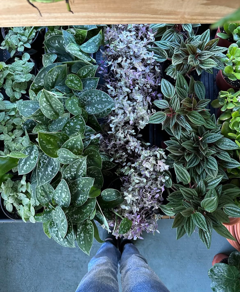 Poppy's True Market plant store The Secret Garden plants