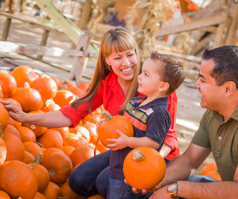 A family of three joyfully picking pumpkins together in a pumpkin patch. The child holds a small pumpkin while smiling at his mother, with the father watching lovingly.